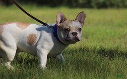 French Bulldog dogs for sale: Theo - Image 7