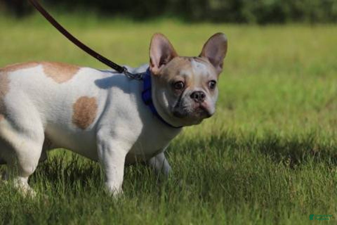 French Bulldog dogs for sale: Theo - Image 7
