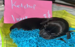 Miniature Dachshund dogs for sale: Ketchup - Image 2