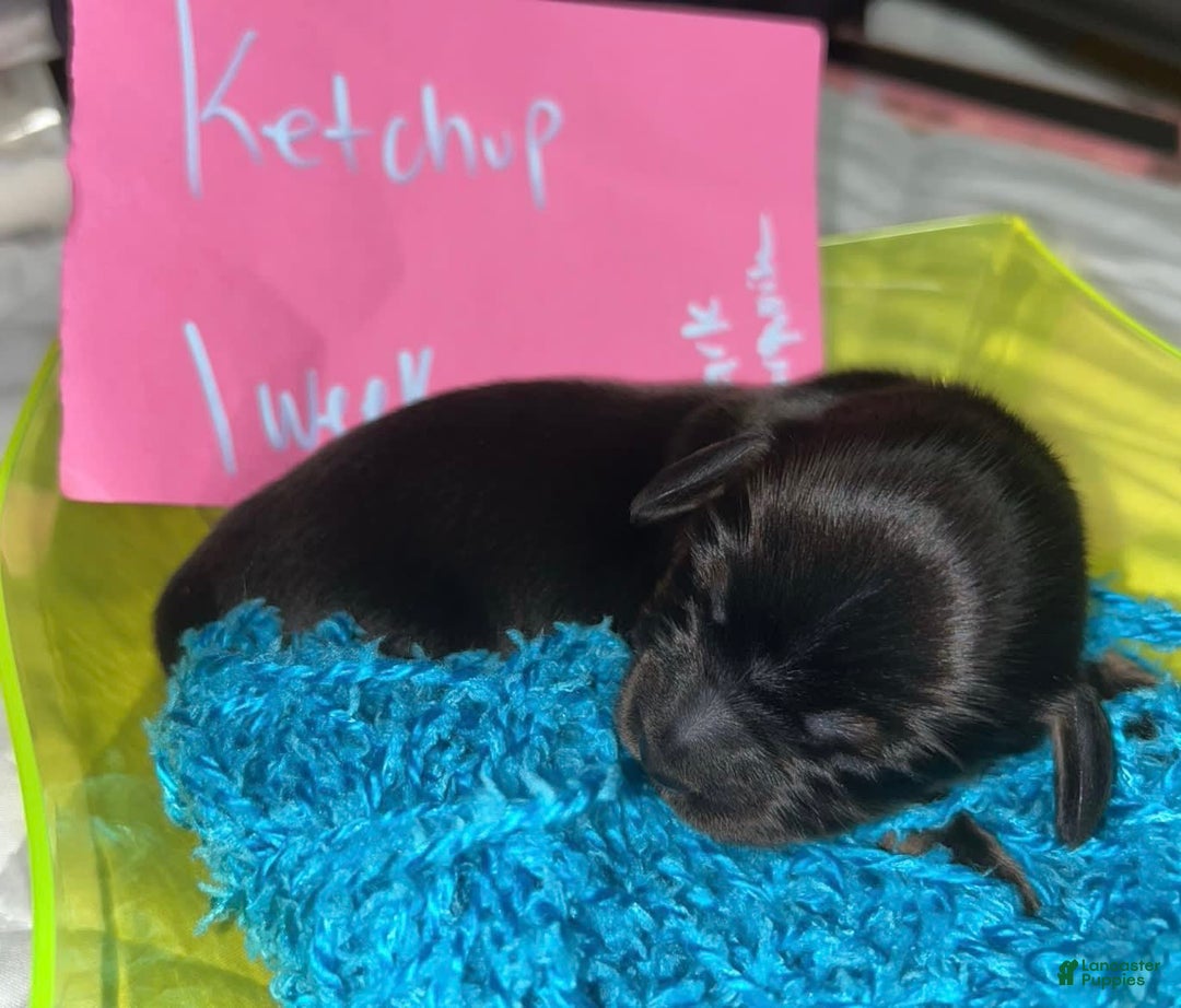 Miniature Dachshund dogs for sale: Ketchup - Image 2