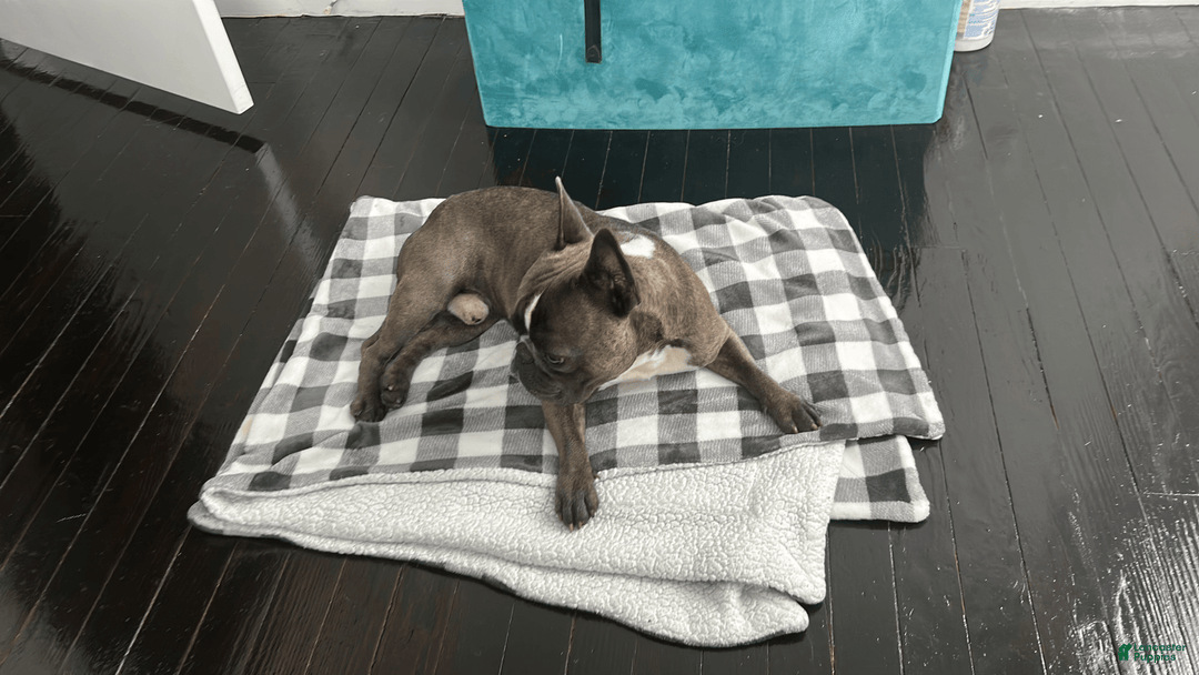 French Bulldog dogs for sale: Mila - Image 8