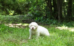 Lagotto Romagnolo dogs for sale: Fabio - Image 2