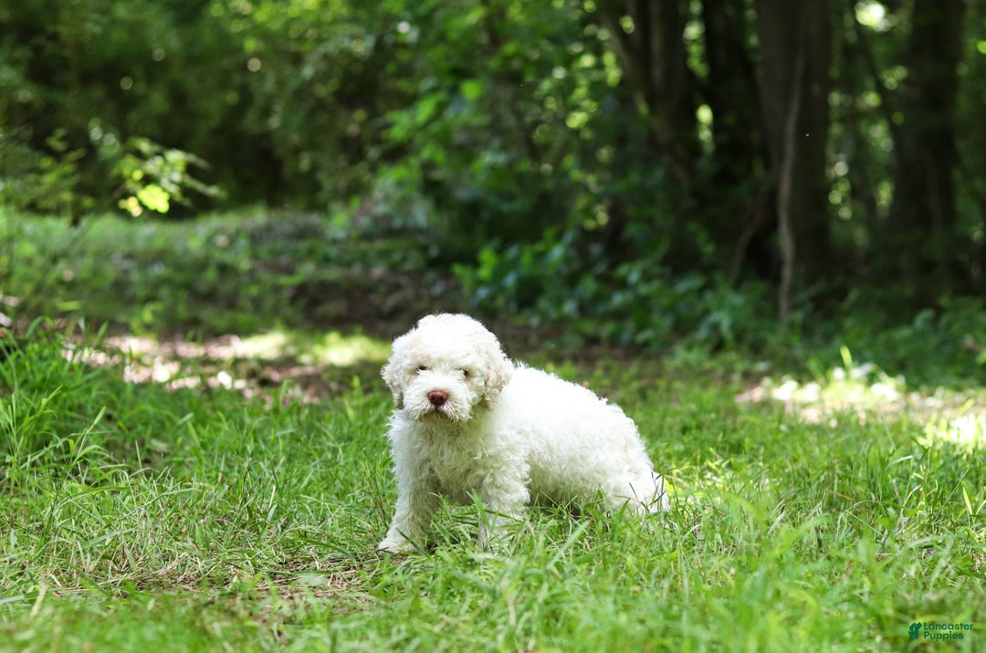 Lagotto Romagnolo dogs for sale: Fabio - Image 2