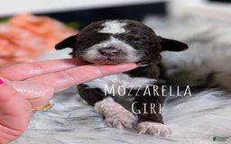 Mini Bernedoodle dogs for sale: Mozzarella - Image 1