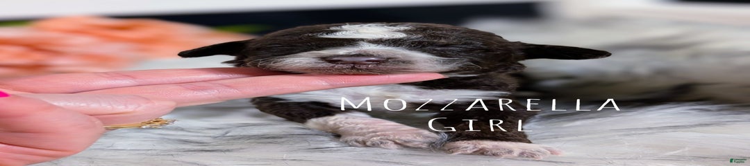 Mozzarella