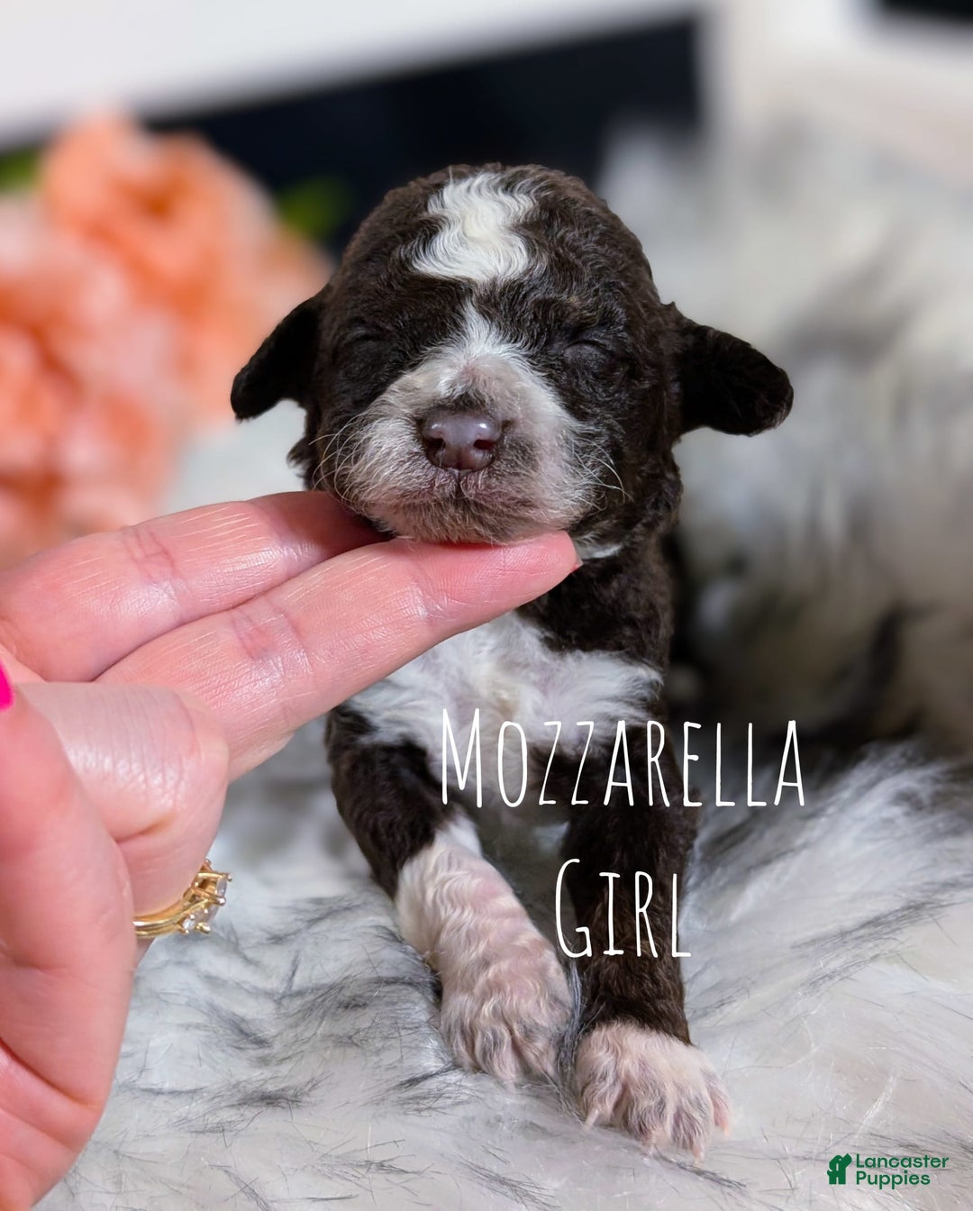 Mini Bernedoodle dogs for sale: Mozzarella - Image 1