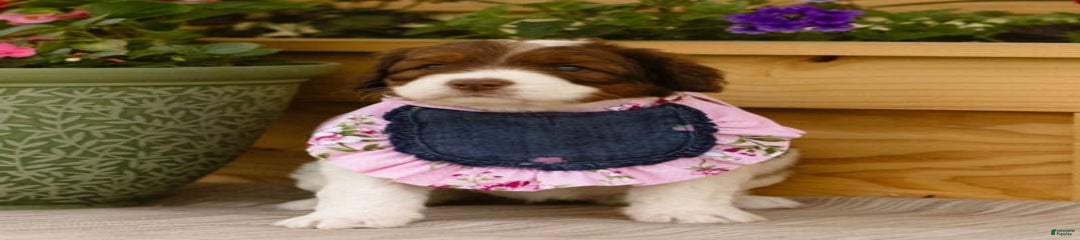 Dottie