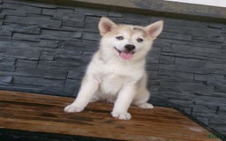 Pomsky dogs for sale: Silas - Image 2