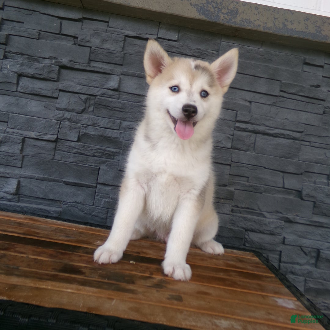 Pomsky dogs for sale: Silas - Image 2