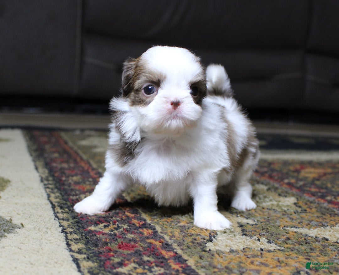 Shih Tzu dogs for sale: Max - Image 3
