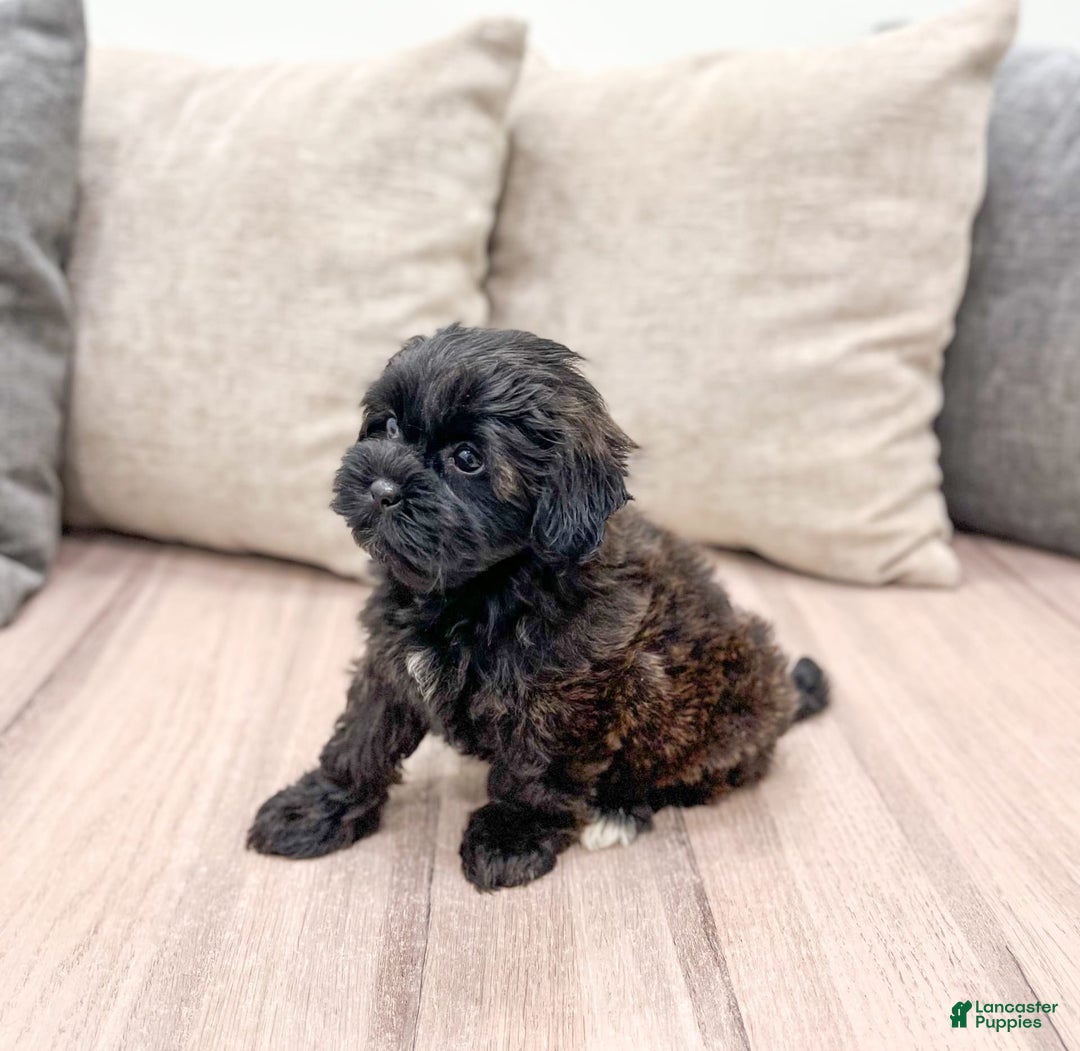 Shihpoo dogs for sale: Lola - Image 4