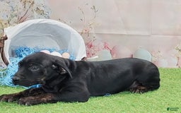 Catahoula Leopard Dog dogs for sale: Love Bug 2025 M1 - Image 8