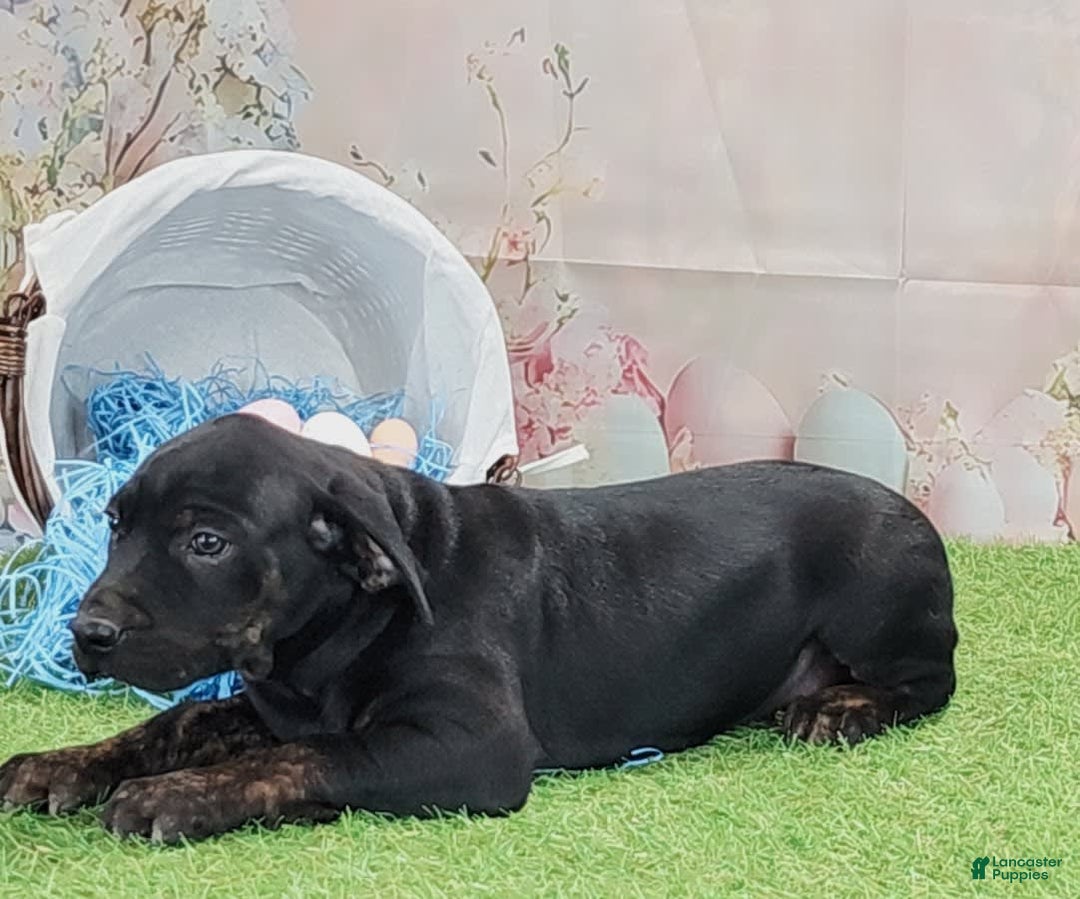 Catahoula Leopard Dog dogs for sale: Love Bug 2025 M1 - Image 8