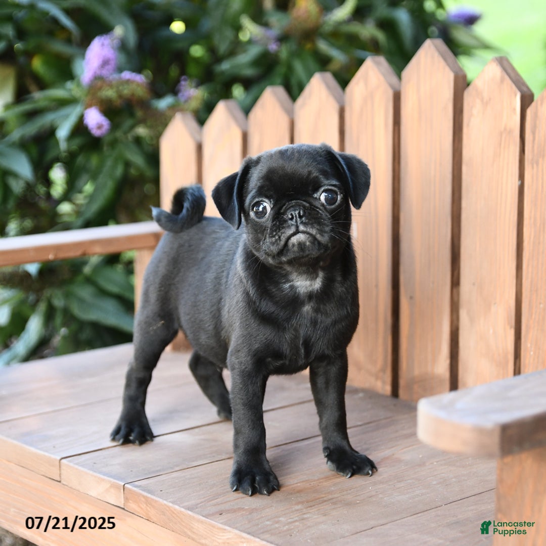 Pug dogs for sale: Marco - Image 1