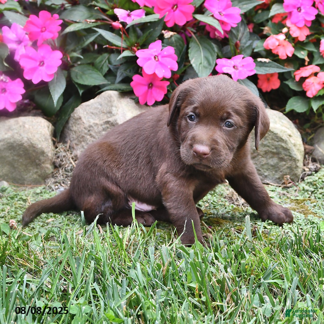 Labrador Retriever dogs for sale: Nugget - Image 2