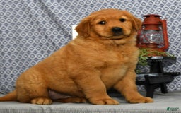 Golden Retriever dogs for sale: Millie - Image 5