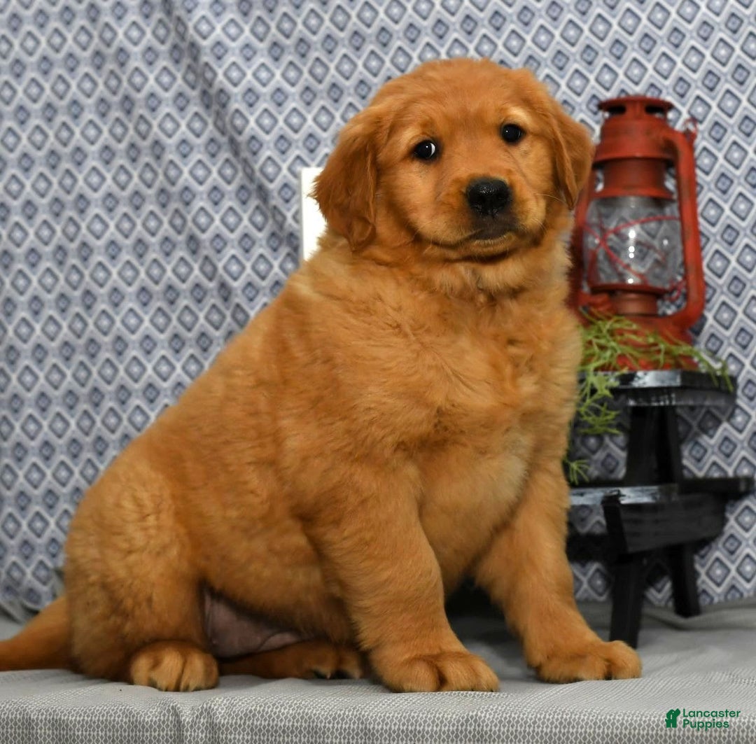 Golden Retriever dogs for sale: Millie - Image 5