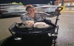 Great Pyrenees dogs for sale: Rocky - Image 2