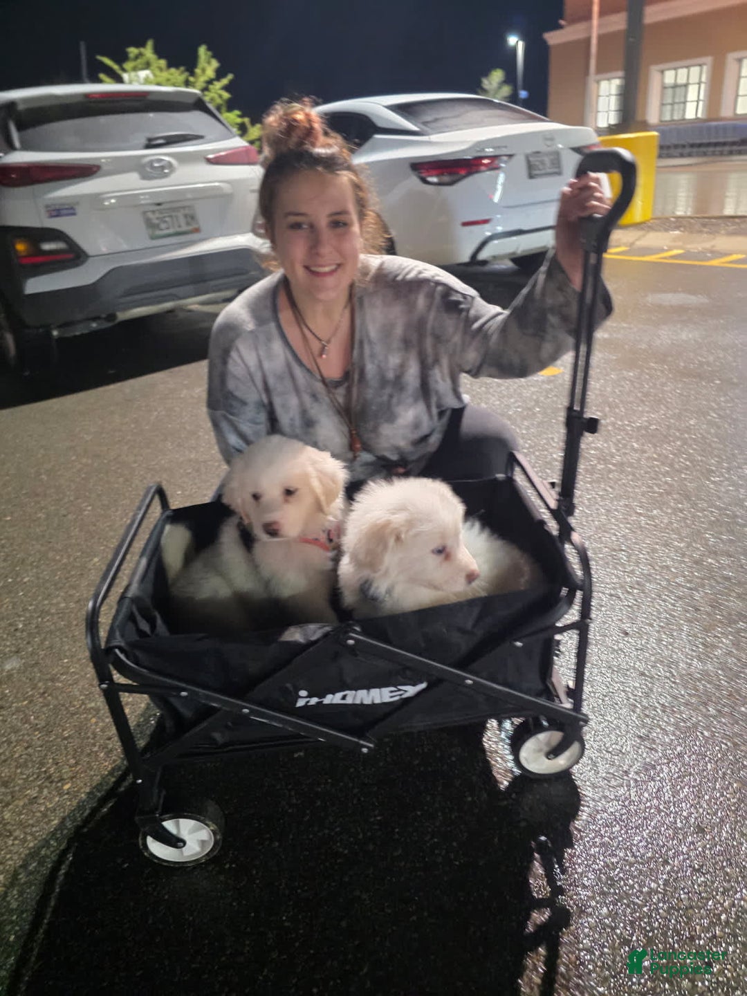 Great Pyrenees dogs for sale: Rocky - Image 2