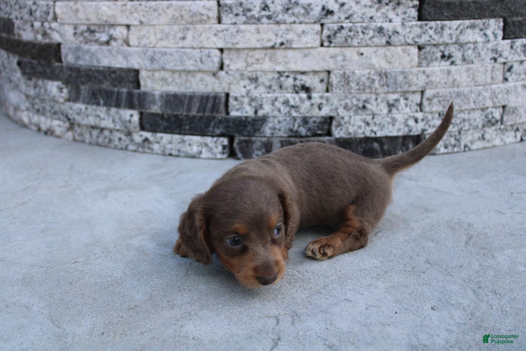 Miniature Dachshund dogs for sale: Bingo - Image 11
