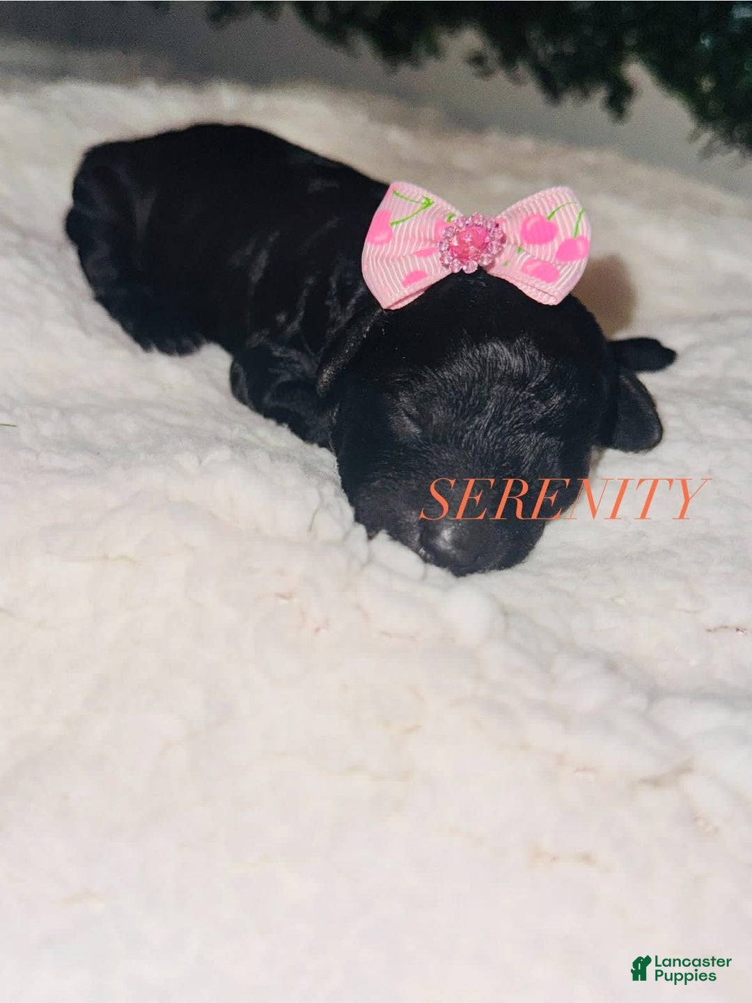 Miniature Poodle dogs for sale: Serenity - Image 1