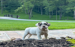English Bulldog dogs for sale: Sally - Image 2