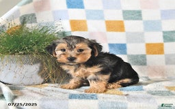 Yorkshire Terrier dogs for sale: Trooper - Image 5