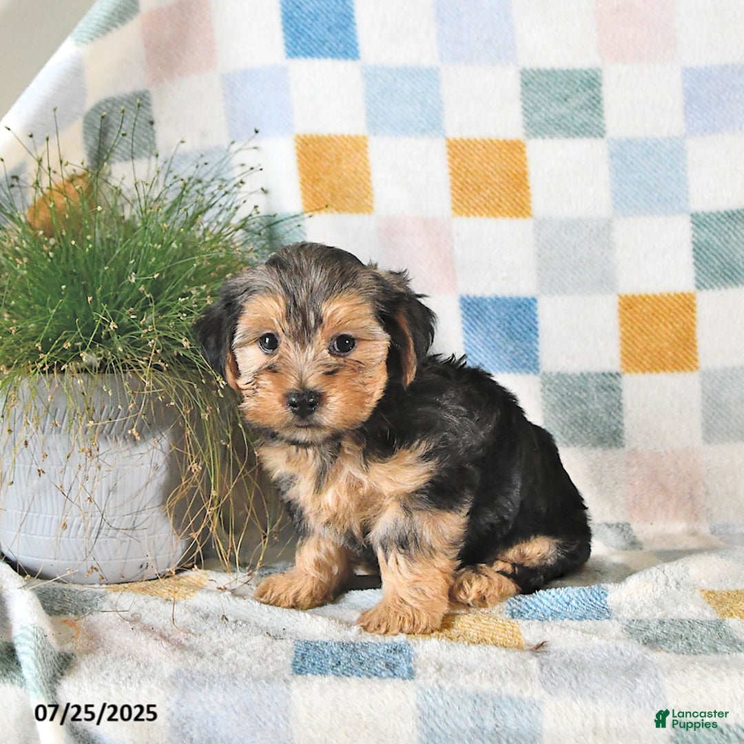 Yorkshire Terrier dogs for sale: Trooper - Image 5