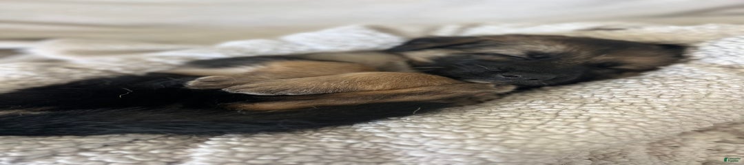 Cedar
