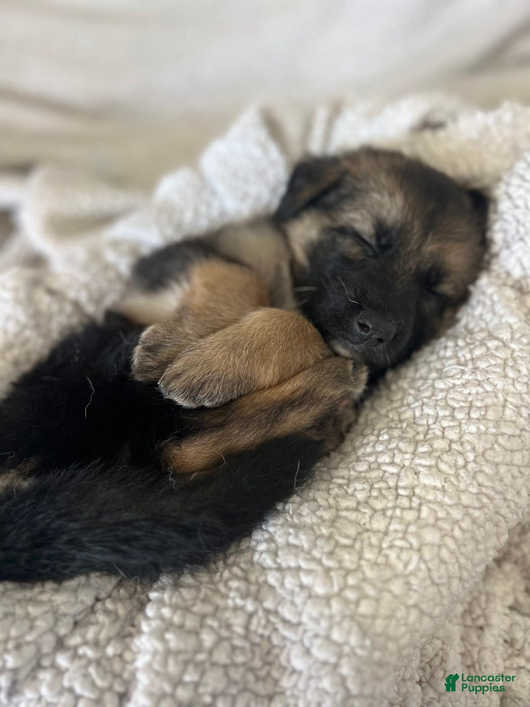 German Shepherd dogs for sale: Cedar - Image 6
