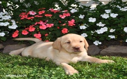 Labrador Retriever dogs for sale: Jasmine - Image 3