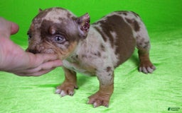 American Bully dogs for sale: Chocolate Tri Merle Female - Image 2