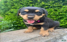 Miniature Bernese Mountain Dog dogs for sale: Rose - Image 1