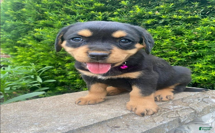 Miniature Bernese Mountain Dog dogs for sale - Ad 2