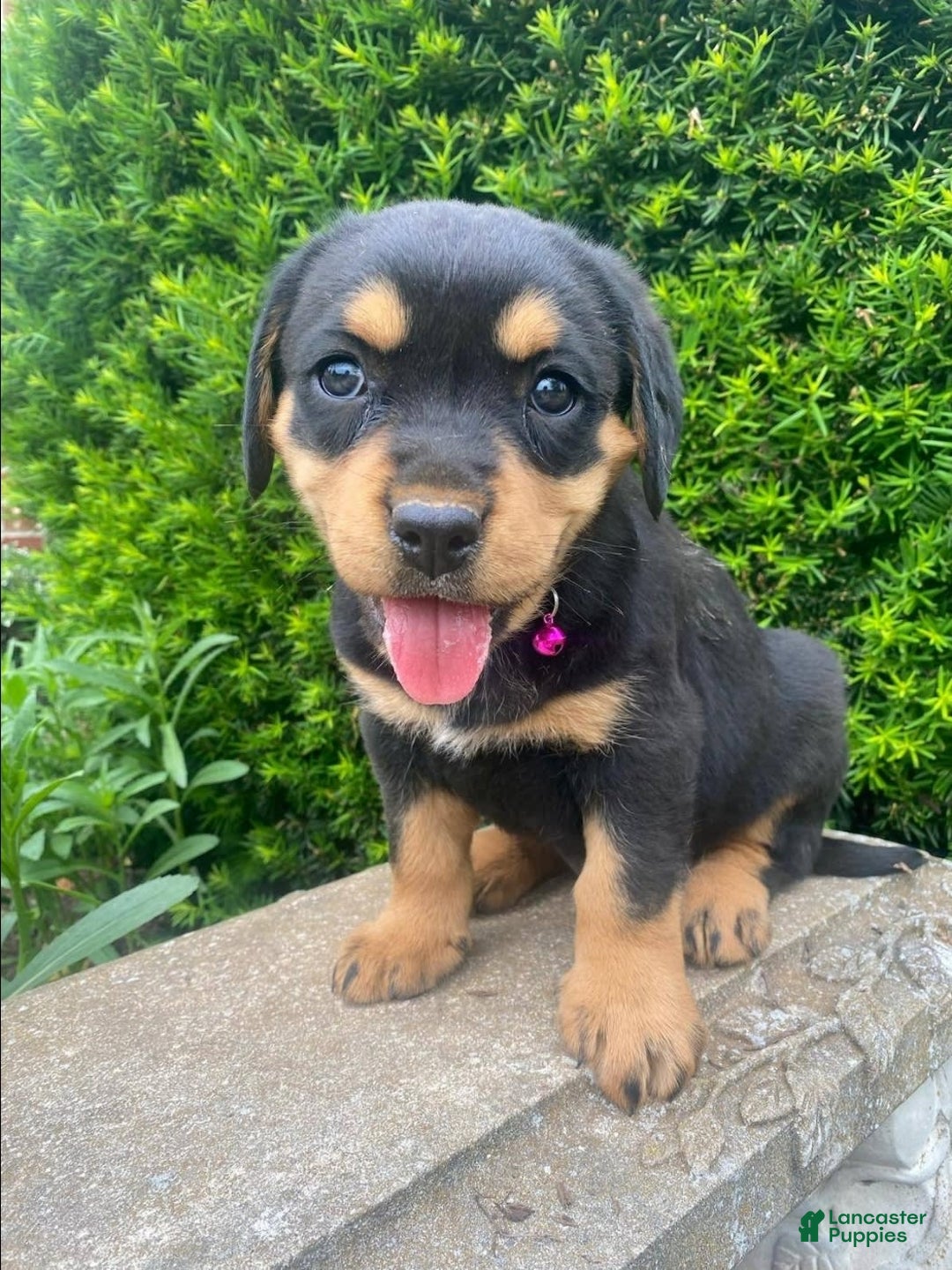 Miniature Bernese Mountain Dog dogs for sale: Rose - Image 1