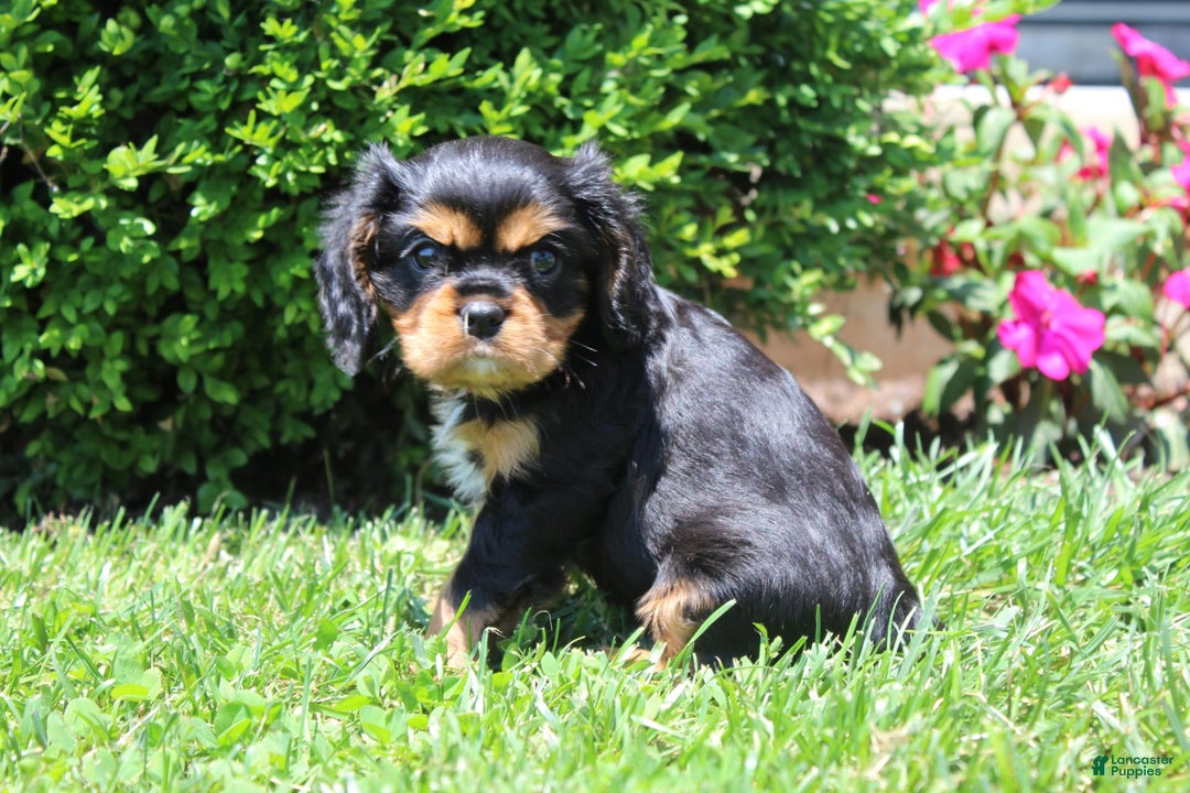Cavalier King Charles Spaniel dogs for sale: Rex - Image 10