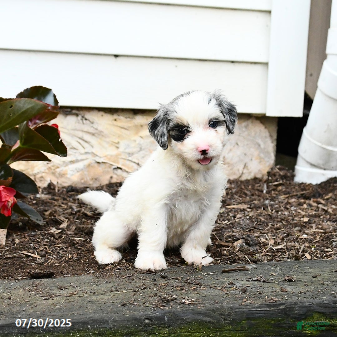 Mini Bernedoodle dogs for sale: Coconut - Image 2