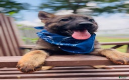 German Shepherd dogs for sale: Gem - Image 3