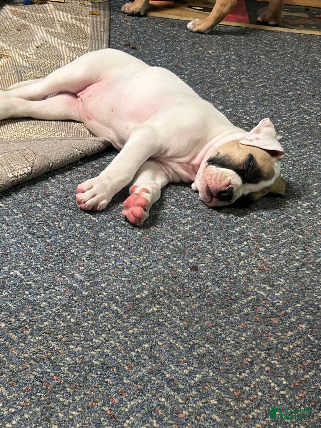 Boxer dogs for sale: Skylar - Image 6