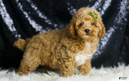 Toy Poodle dogs for sale: Wayne - Image 5