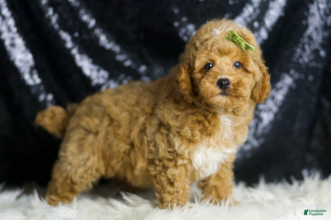 Toy Poodle dogs for sale: Wayne - Image 5