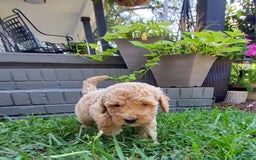 Goldendoodle dogs for sale: BARKLEY - Image 2