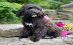 Standard Poodle dogs for sale: Gypsy - Image 20