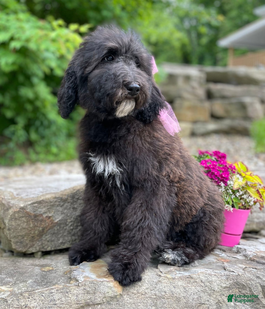 Standard Poodle dogs for sale: Gypsy - Image 20