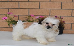 Teddy Bear dogs for sale: Bailey - Image 12