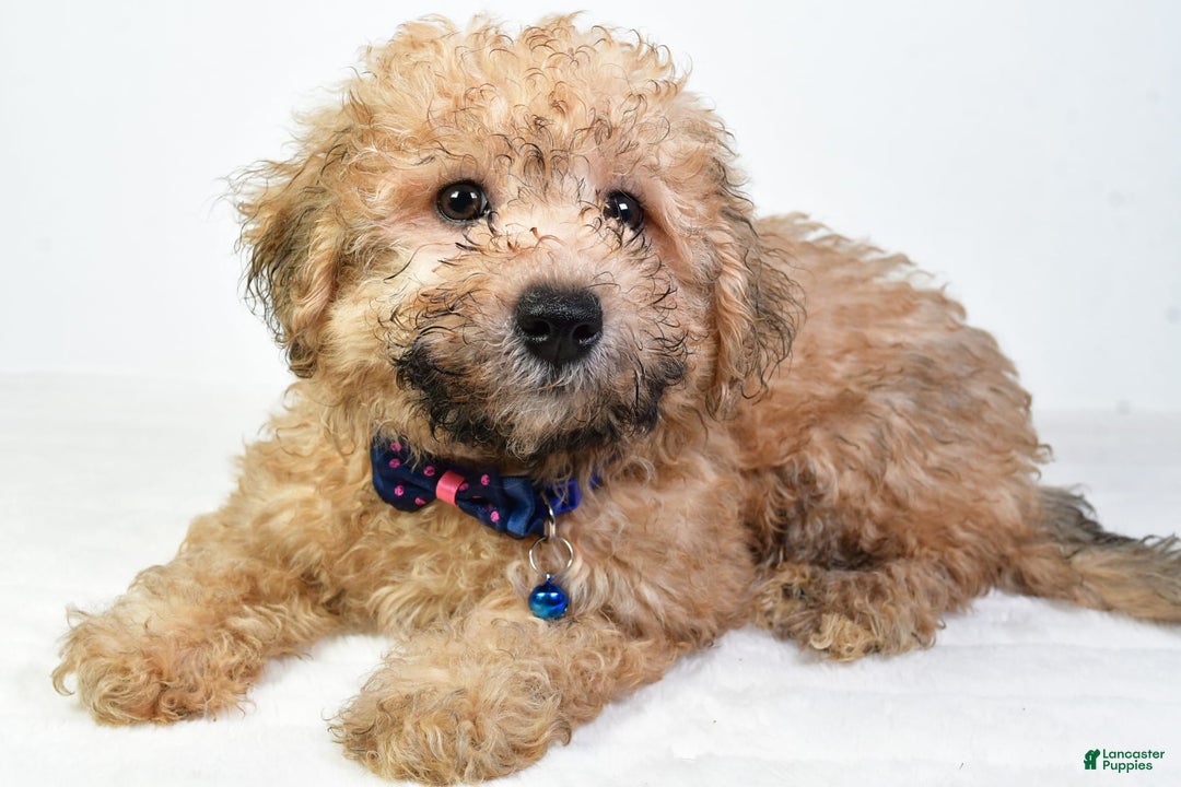 Bichpoo dogs for sale: Austin - Image 7