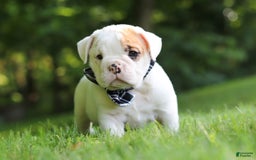 Beabull dogs for sale: Rockstar - Image 2