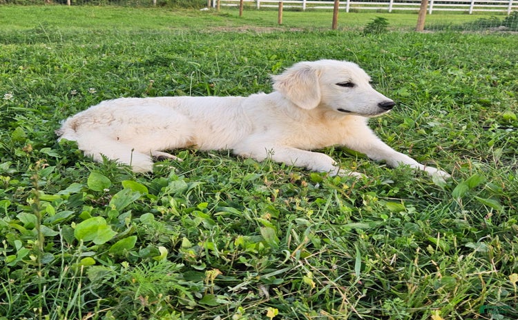 Golden Retriever dogs for sale - Ad 1