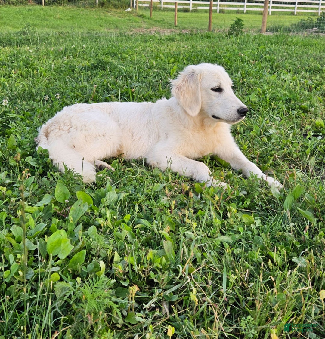 Golden Retriever dogs for sale: Dusty - Image 1