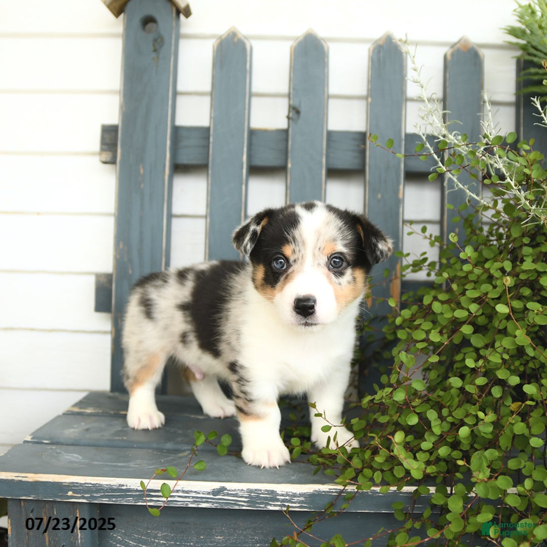 Welsh Corgi Pembroke dogs for sale: Jasper - Image 4